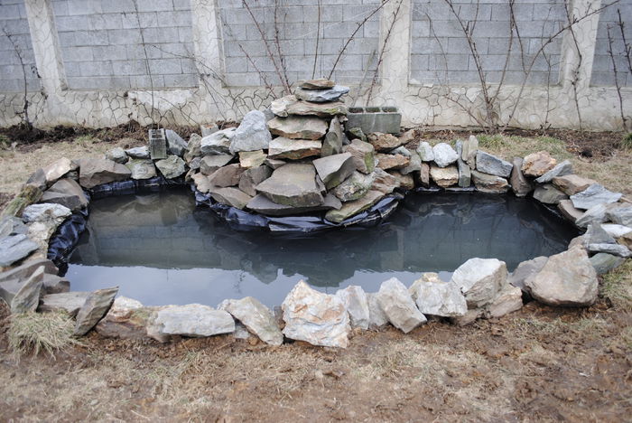 _DSC0260 - B- Iaz - Nuferi si Crapi Koi 2015