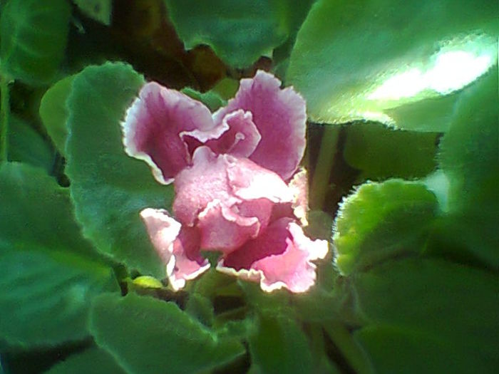 Rs Bog Solntsa - Violete 2015