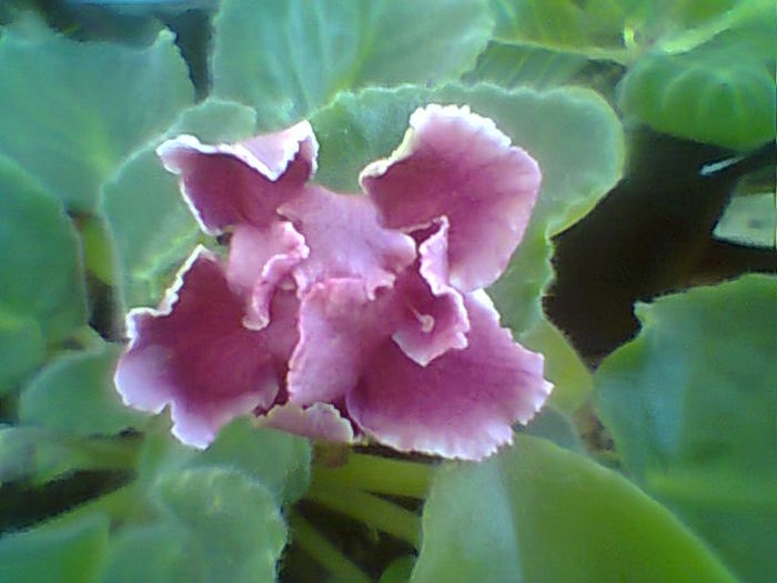 Re Bog Solntsa - Violete 2015