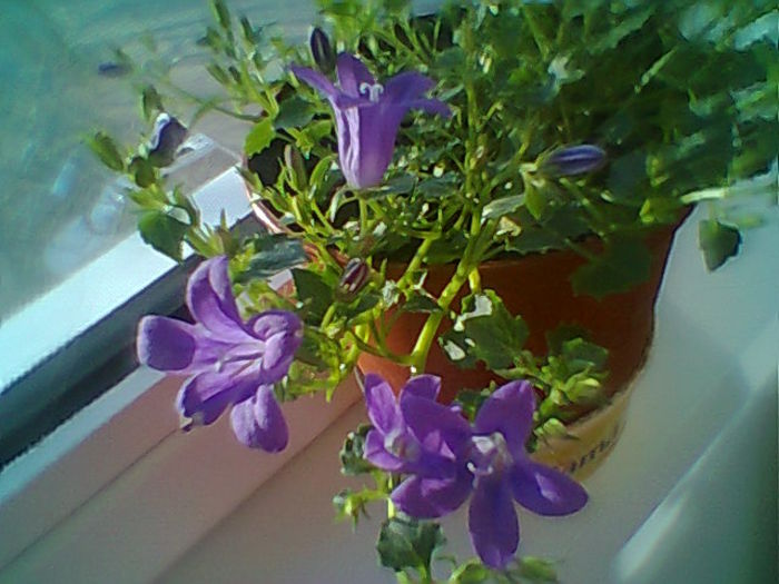 Kampanula Portenschlagiana