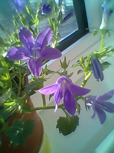 Kampanula Portenschlagiana