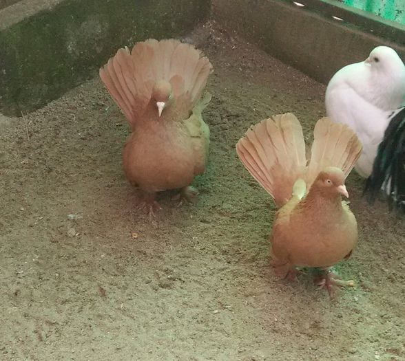 pereche andreiulian.jud vaslui