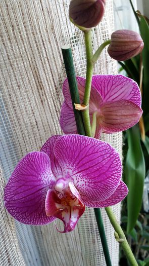 20150318_100159 - Plante in ghiveci 2015