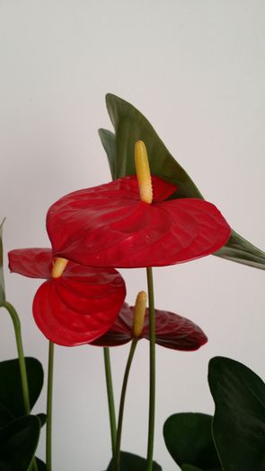20150317_174309
