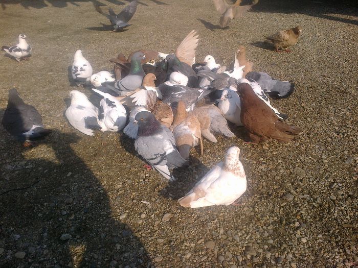 2015-03-11-712 - Porumbeii mei la baie