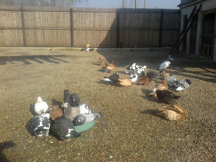 2015-03-11-715 - Porumbeii mei la baie