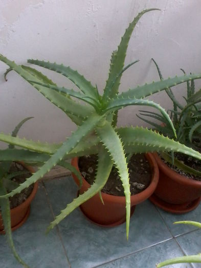 Aloe Vera- vandut