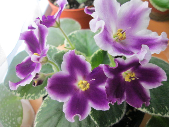 Rs- Tochinii Udar IMG_1941 - Violete