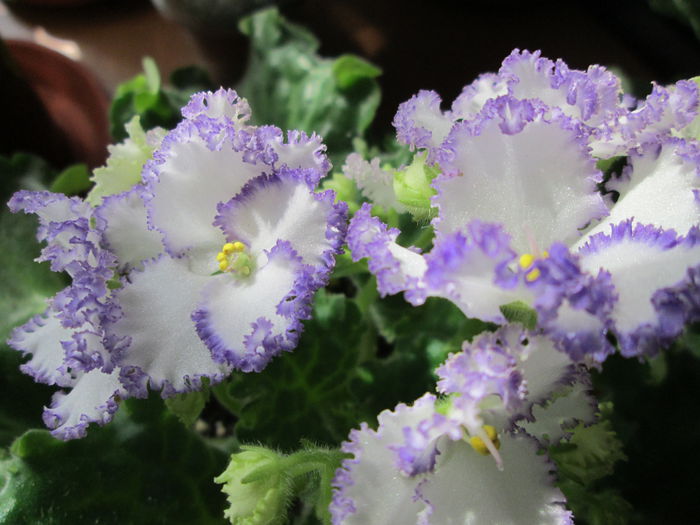 Optimara Ever Precious IMG_1978 - Violete