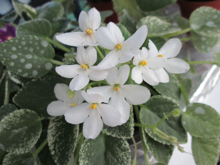 Alen-s Fallen Angel IMG_2241 - Violete