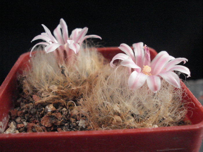 Mammillaria aureilanata