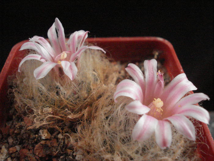 Mammillaria aureilanata - Cactusi 2011
