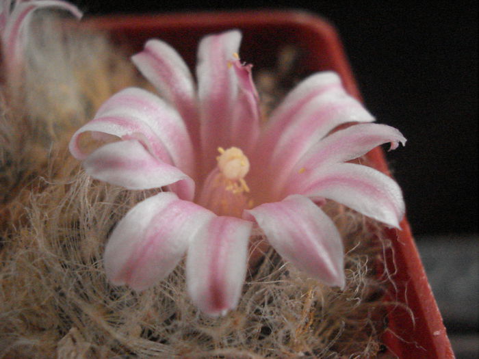 Mammillaria aureilanata