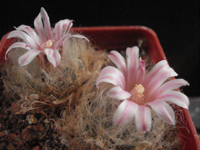 Mammillaria aureilanata