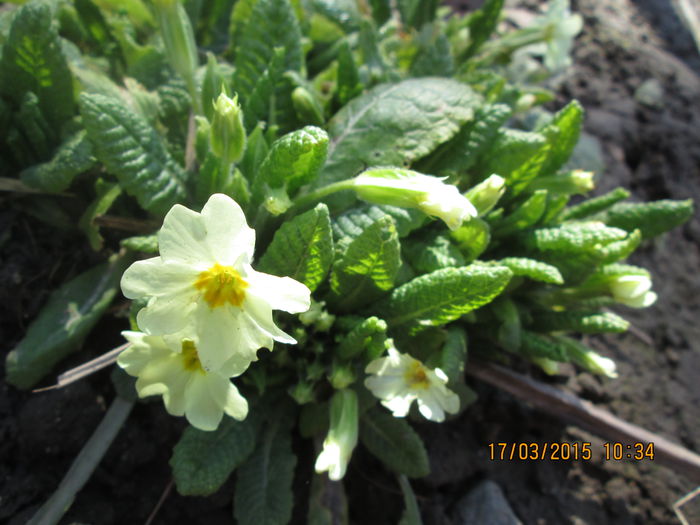 IMG_1094 - La tara in martie 2015