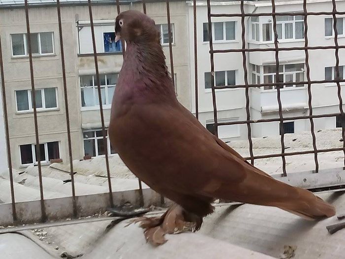 IMG_5764-VANDUT - VANDUTI-jucatori de botosani