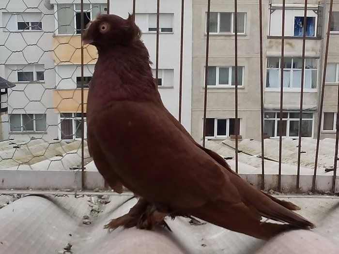 IMG_5634-VANDUT - VANDUTI-jucatori de botosani