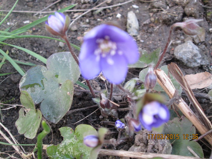 IMG_1101 - La tara in martie 2015