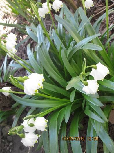 IMG_1105 - La tara in martie 2015