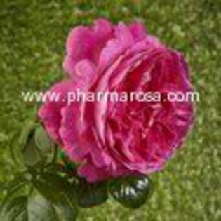 Rosa_Ausmary_Mary_Rose - Pharma rosa