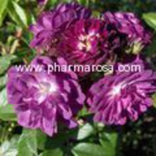 Perennial_Blue - Pharma rosa