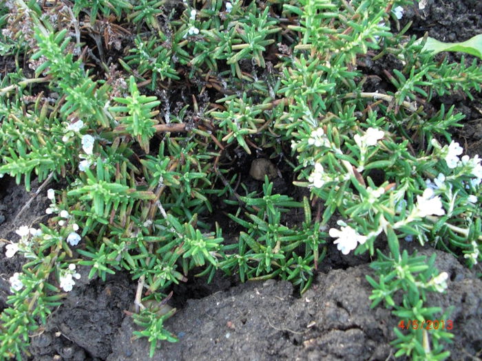 rozmarin - Gradina Casa si Plante Rare sau Deosebite pentru Sanatate