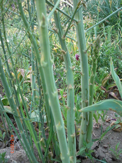asparagus2 - Gradina Casa si Plante Rare sau Deosebite pentru Sanatate