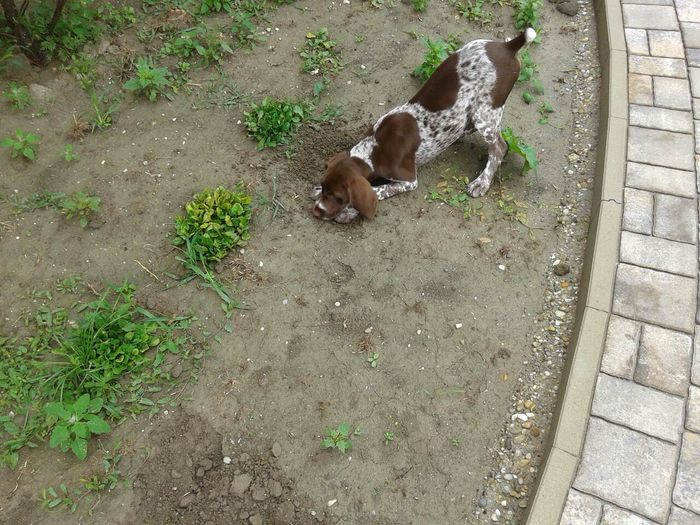 Ce-or căuta florile astea pe aici ?!? - B- Câini