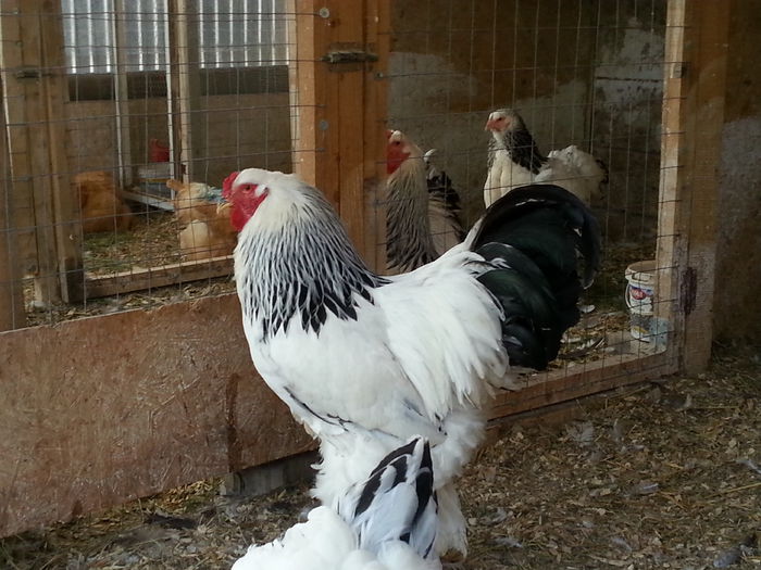 Cocos 2014; Achizitie 2015
