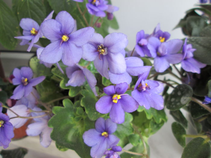 Ramblin Lasie IMG_2132 - Violete