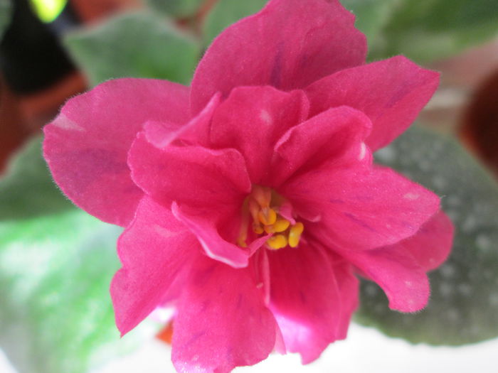 Coral Fantasy IMG_1697 - Violete