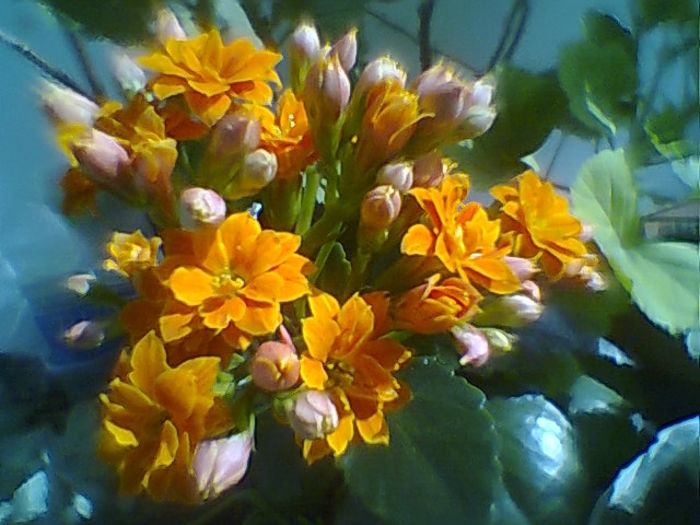 Kalanchoe