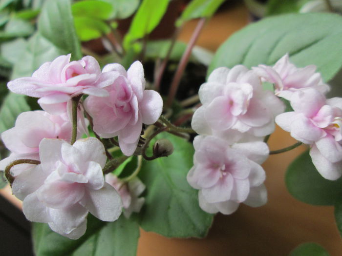 Rob-s Vanila Trail IMG_1686 - Violete