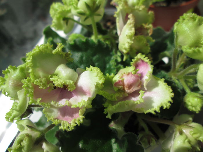 Le Zeleni Atoll IMG_1853 - Violete