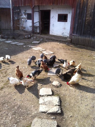 Picture 009 - gaini curte