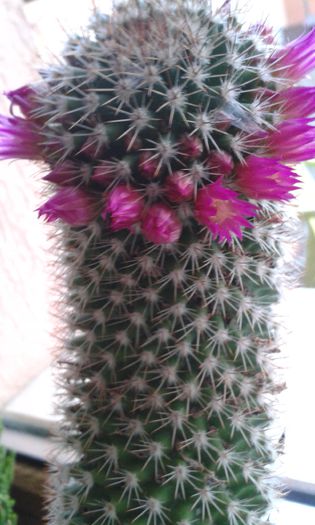 mammilaria backerbergiana - cactusi si suculente