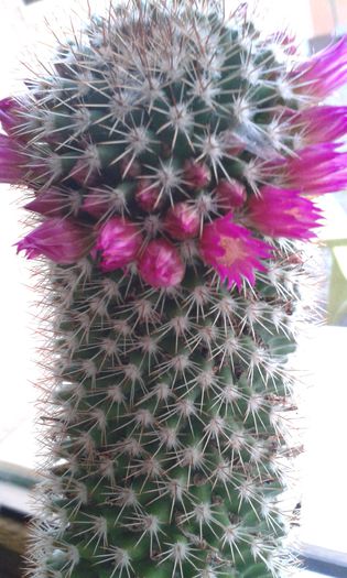 20150317_182128 - cactusi si suculente