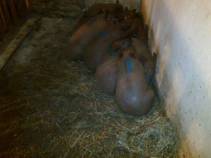 002 - mangalita generatia 2015