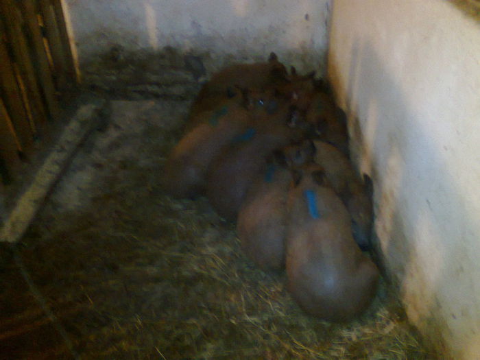 003 - mangalita generatia 2015