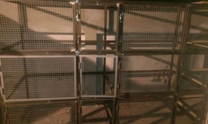 Custi iepuri in lucru 18-03-2015