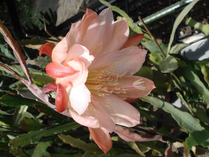 DSC05569 - Cactusi 2011