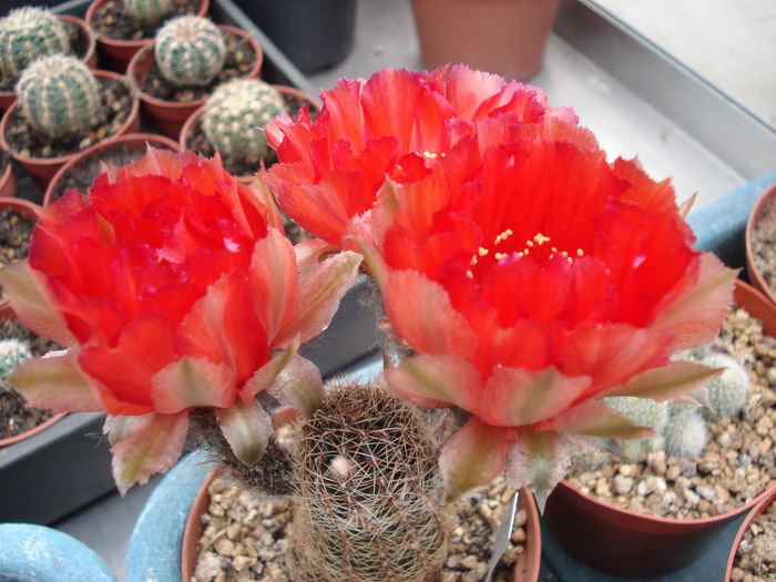 DSC05556 - Cactusi 2011