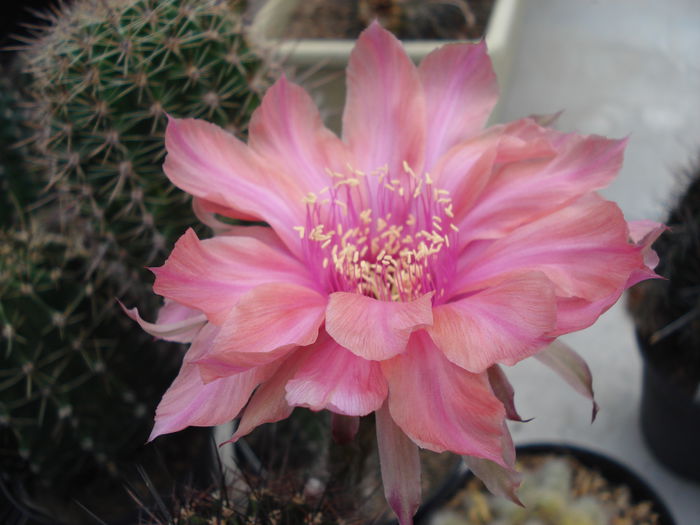 DSC05557 - Cactusi 2011