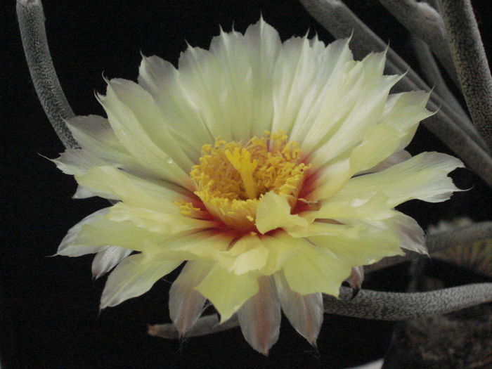 Digitostigma caput-medusae