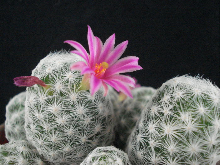 DSC04416 - Cactusi 2011