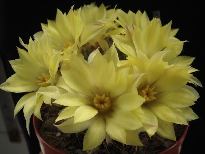 DSC04419 - Cactusi 2011