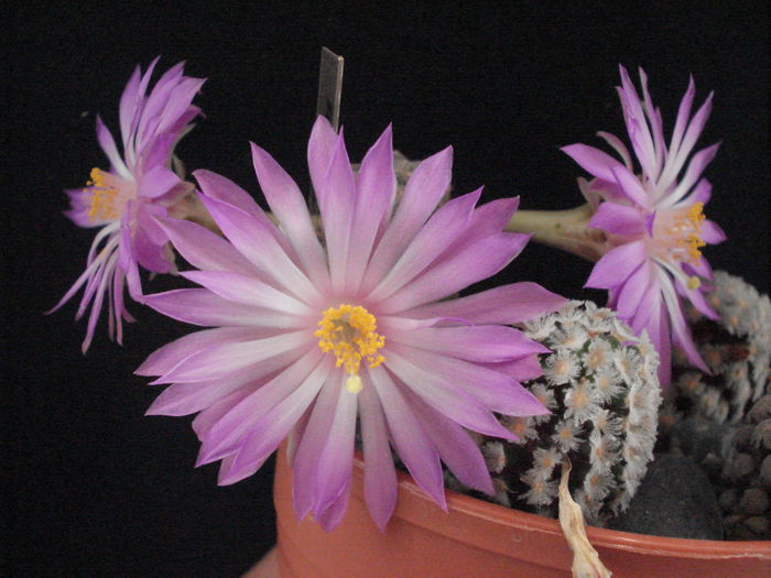 Mammillaria theresae - Cactusi 2011