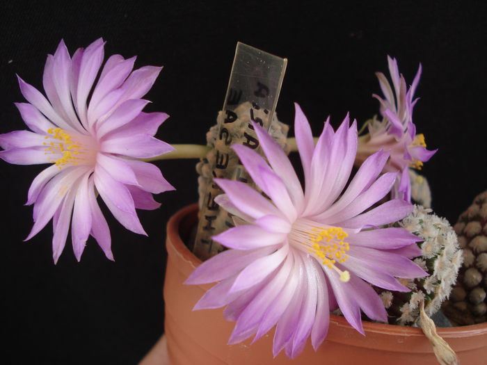 Mammillaria theresae - Cactusi 2011