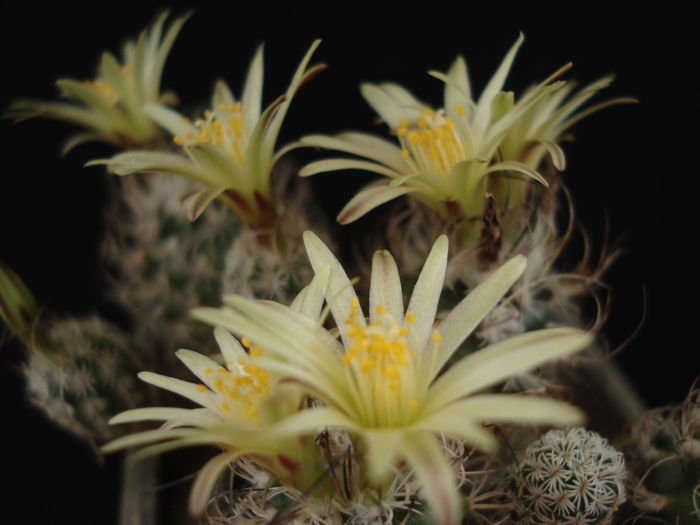 DSC04429 - Cactusi 2011