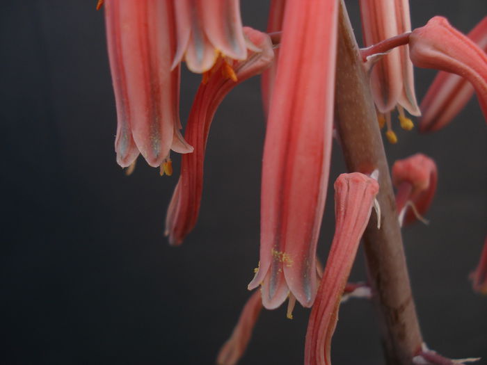 Aloe variegata, - Cactusi 2011
